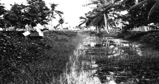 Pollination of a canal with Paris greenery, Java