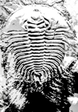 new_sinews fossil icon