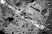 new_sinews bubbles-on-plastic icon
